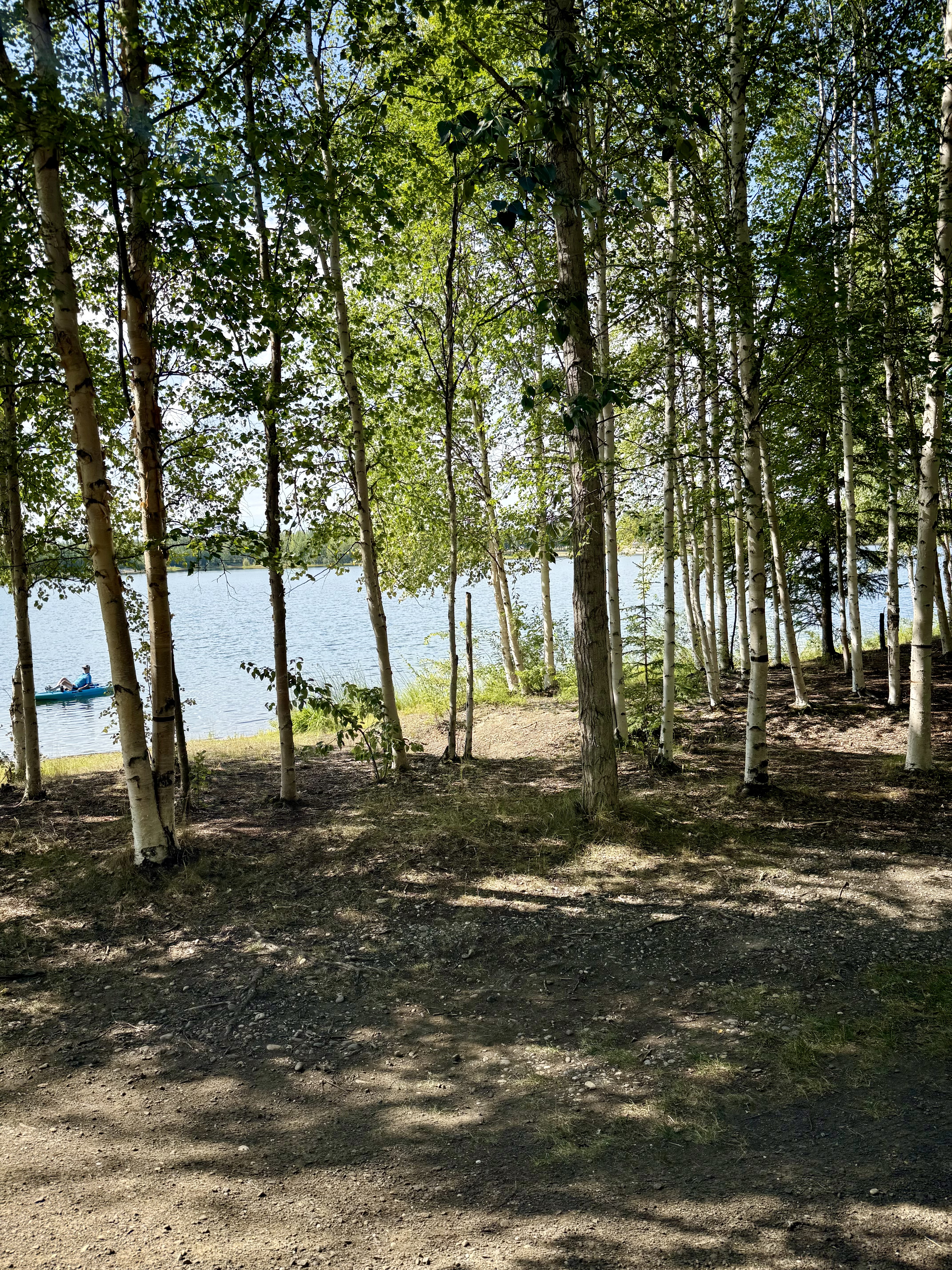 Sunlight filters through birch trees beside a lake as a person paddles a kayak near the shore.